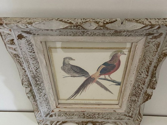 Image 1 of Engraving, Drawing, Sketch: Pair of Chinese Golden Pheasants by François-Nicolas Martinet