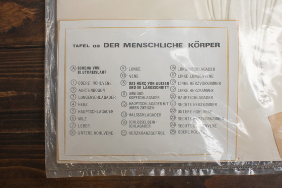 Image 1 of 3D - Reliefposters Nova Rico Florence Italy Scientific - The human being - blood circulation heart