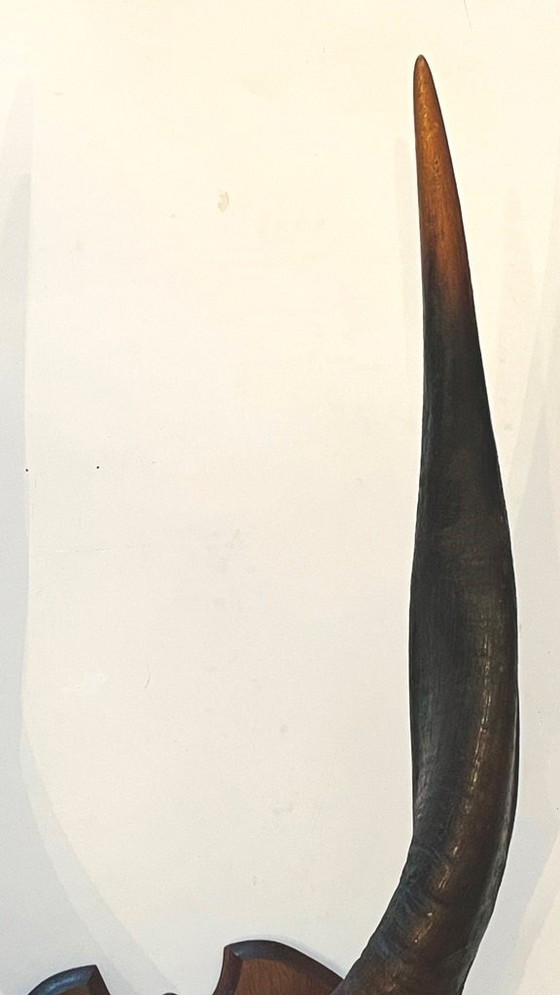 Image 1 of Trofeo africano: Cuernos de antílope bushbuck antiguos  
