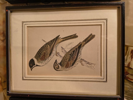 Image 1 of Antique bird prints in frames (5 pieces)