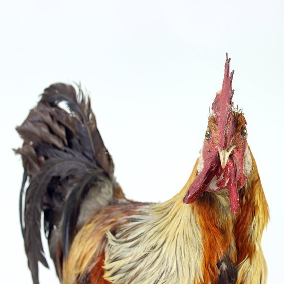 Image 1 of Grande gallo tassidermico tedesco antico, primi anni del 1900