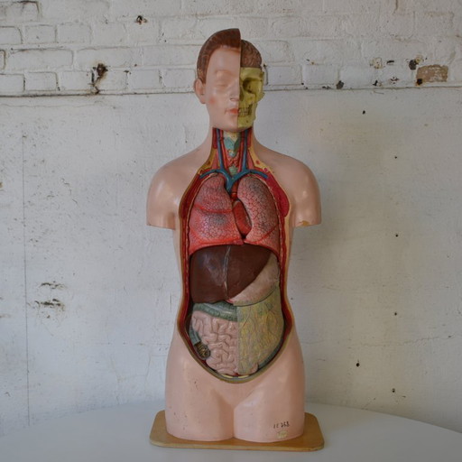 1x deco biology mannequin