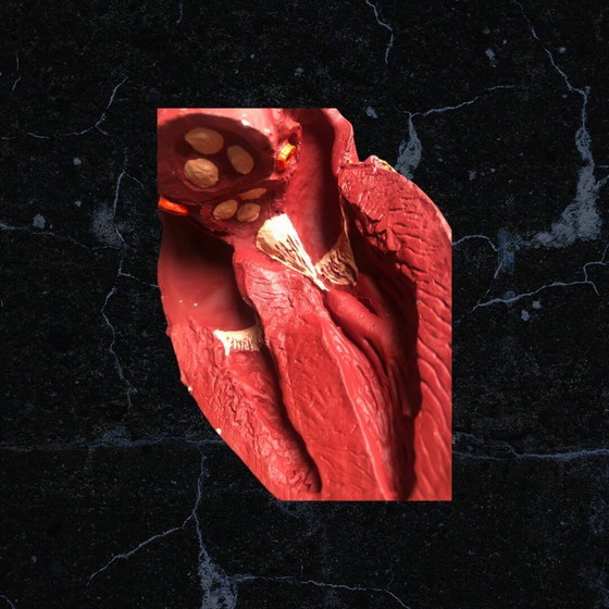 Image 1 of Trasicor retard vintage lifesize medical human heart specimen model anatomical physician's educational boxed 80s