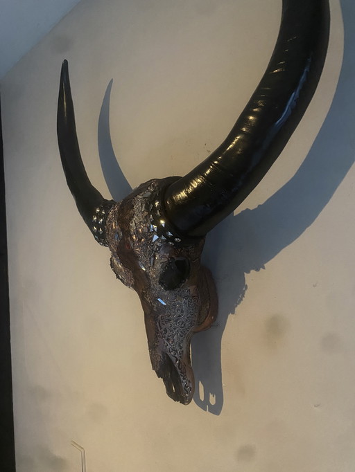 Magnifique crâne de buffle d'eau