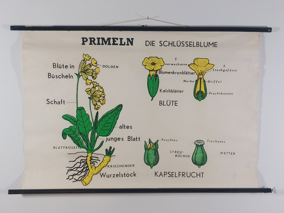 Image 1 of Vintage roll-up map, teaching aid, biology, primrose, wall map, botany