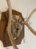 Bois de cerf sur un bouclier en bois – trophée de chasse ancien, XXe siècle