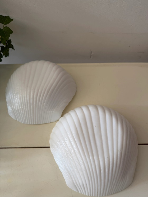 Zwei Muschelschalen (photo 3 of 5)