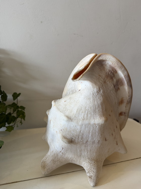Coque de casque Cassis Cornuta – Objets déco, Other (photo 5 of 7)