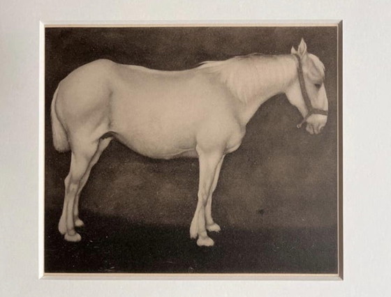 Image 1 of Jan Mankes 1889-1920 / Original Heliogravüre Weißes Pferd 1923
