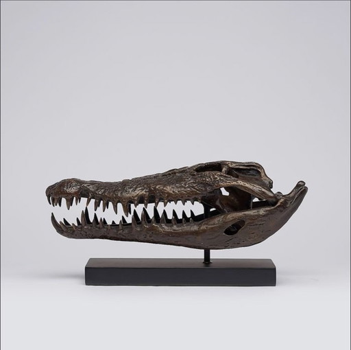 Saltwater crocodile skull in bronze - Indonesia