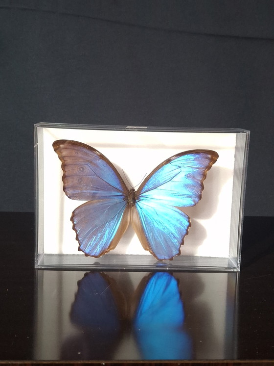 Image 1 of Butterfly collection set