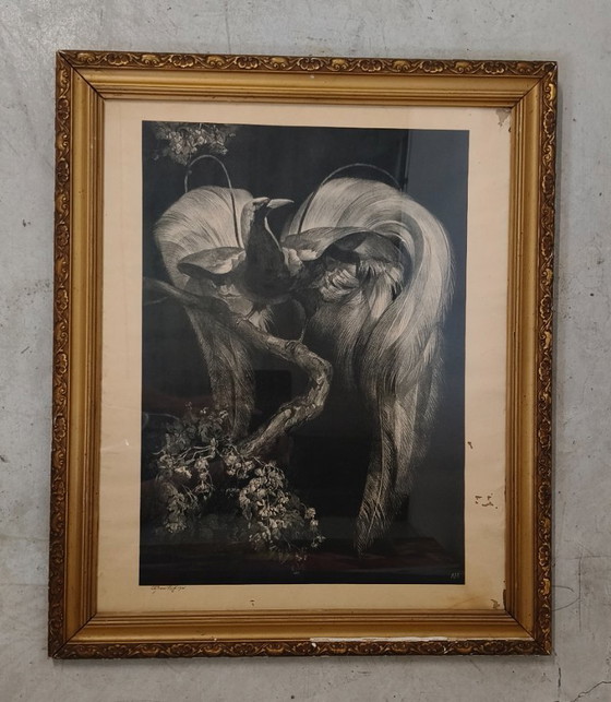 Image 1 of Adriaan Johannes van 't Hoff - Oiseau de paradis sur une branche - Lithographie