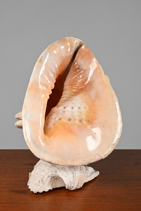 Image 1 of Vintage schelplamp