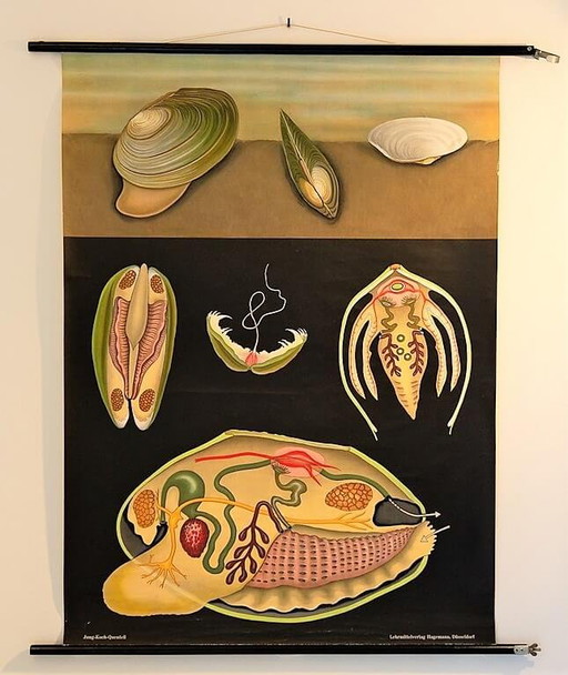 School poster of Mollusco, Jung Koch Quentelle