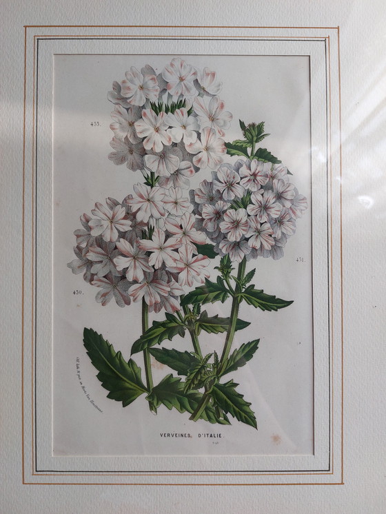 Image 1 of Twee ingelijste bloemenprenten - jaren 1950/60