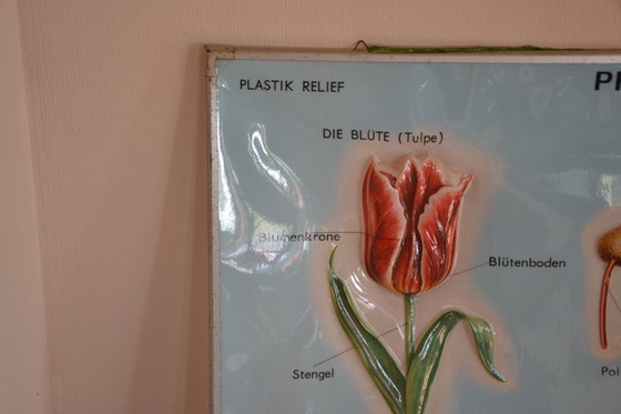 Image 1 of Unieke Vintage  - oude schoolplaat bloemen - oude Duitse schoolkaart - schoolplaat botanica - planten - biologie - plasticplaat