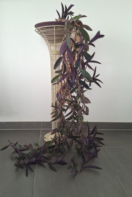 Museale Antieke Franse Arras-Stijl Plantenzuil – Handgewikkeld Fils de Fer – ca. 1900