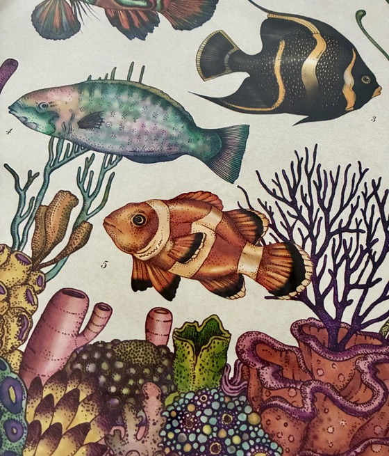 Illustration Encadrée Poissons Façon Musée – Décorations murales, Paper (photo 3 of 6)