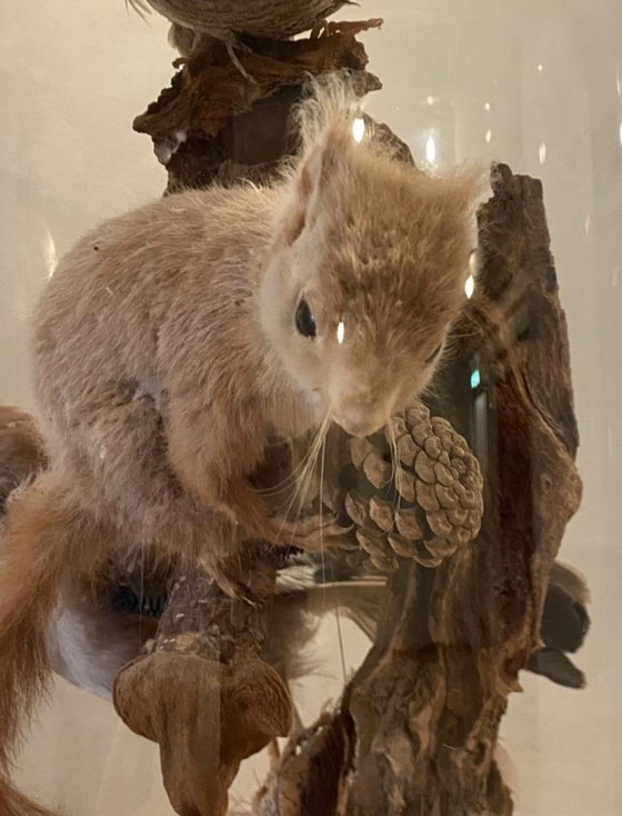 Image 1 of Antike viktorianische, sehr große Glaskuppel mit ausgestopften Vögeln und einem Eichhörnchen aus der Zeit um 1900