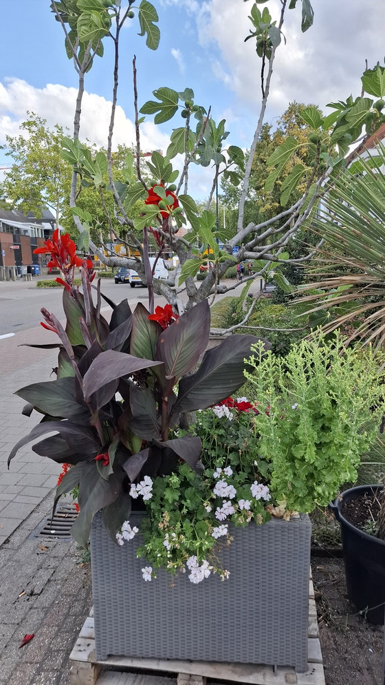 Image 1 of Fig tree in large planter | Mediterranean eye-catcher