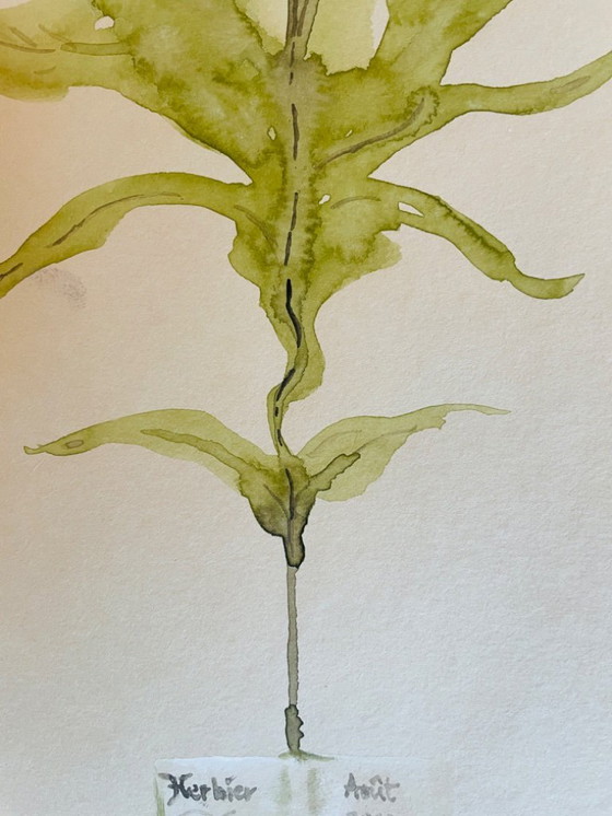 Image 1 of Dipinto ad acquerello firmato della collezione Herbier in trompe l'oeil