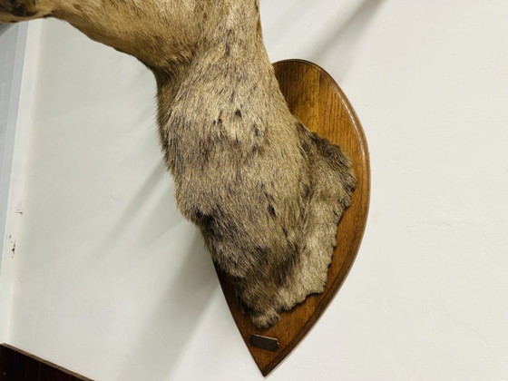 Cervo Nobile Antico Impagliato – Decorazioni murali, Legno, Altro (photo 7 of 15)
