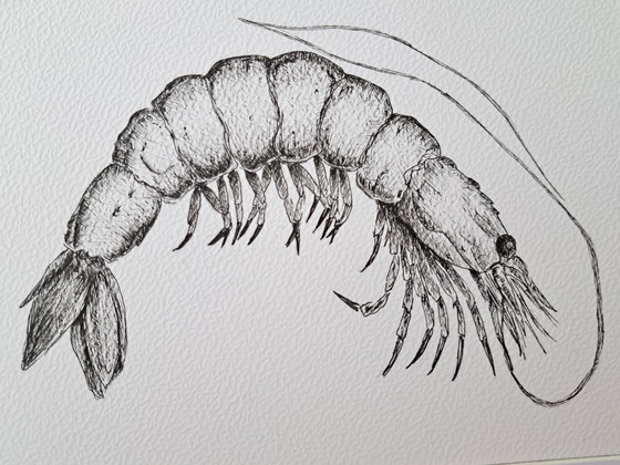 Image 1 of Garnelenillustration | Original und handgefertigt