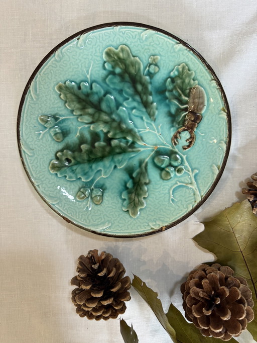 Placa de escarabajo barbotino