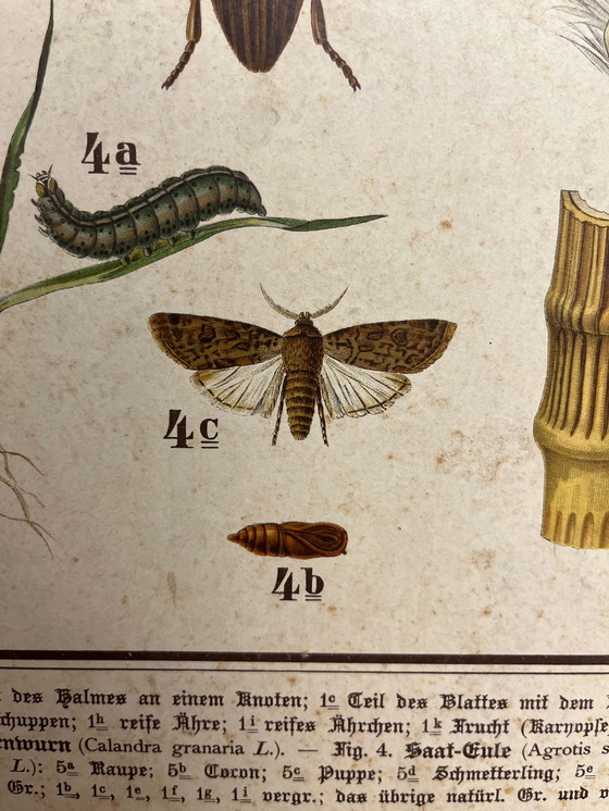 Image 1 of Pannello didattico, pannello scolastico, pannello espositivo, litografia, probabilmente intorno al 1900 - 64 cm