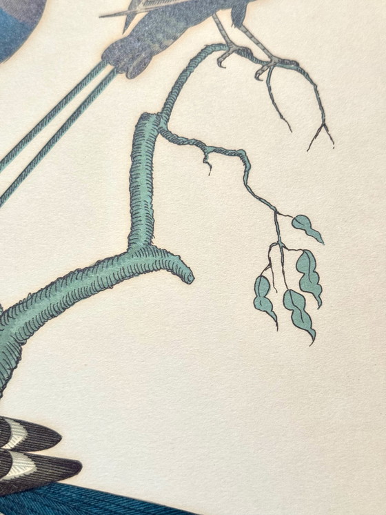 Image 1 of Lithographie ornithologique ancienne, Georges-Louis Leclerc, années 1920, imprimée par Weissenbruch S.A.