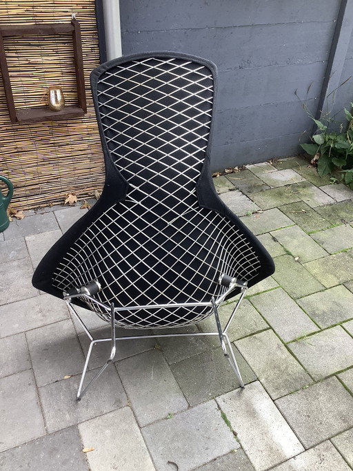 Bertoia Bird Chair für Knoll