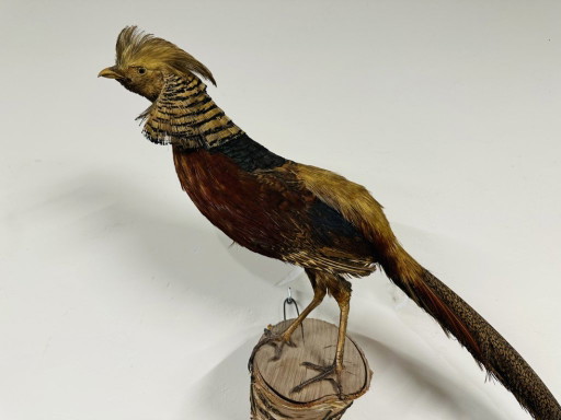 Antique stuffed Golden Pheasant Rooster