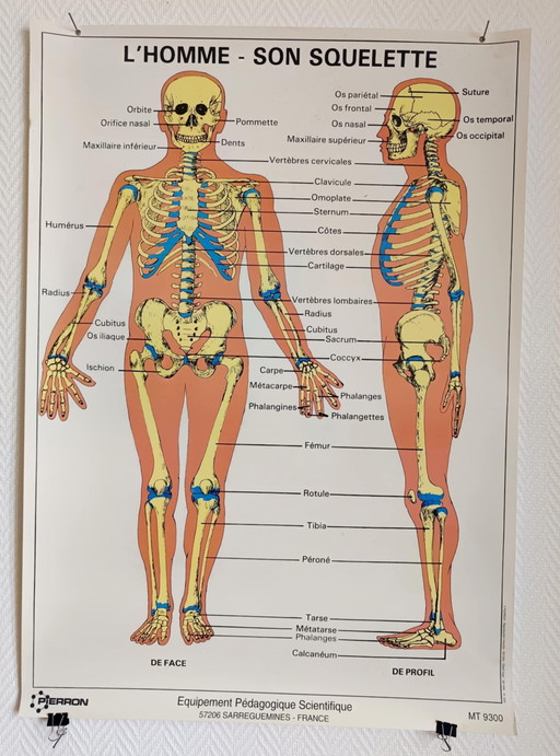 Vintage-Schulposter "L'homme son squelette" (Der Mensch sein Skelett)