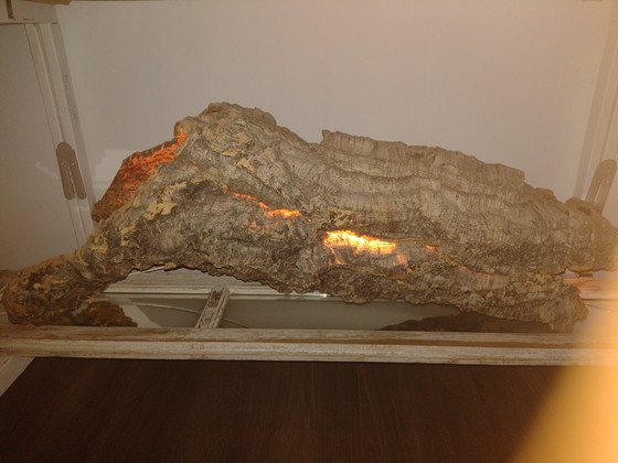 Image 1 of Dies ist ein echter Korkeichenbaum mit Beleuchtung