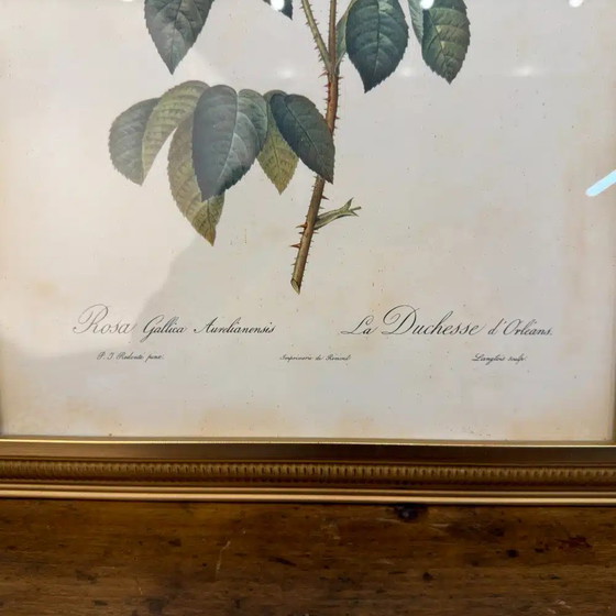 Classic English Peony Print, Paintings & Drawings, Wood, Klassiek (photo 3 of 4)