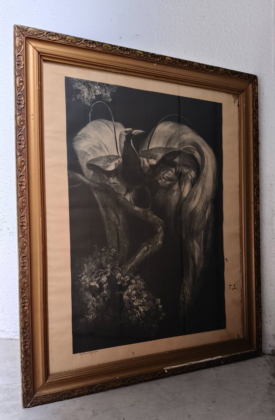 Image 1 of Adriaan Johannes van 't Hoff - Oiseau de paradis sur une branche - Lithographie