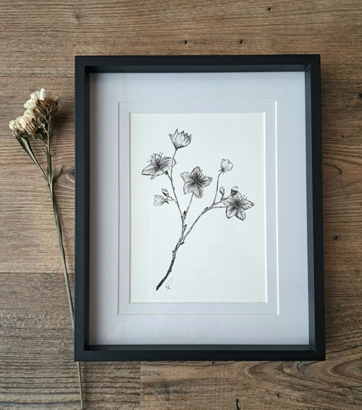 Line illustration original pen drawing Sakura blossom branch | With frame