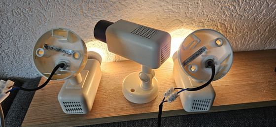 Image 1 of Herda fleckt 3 Stück