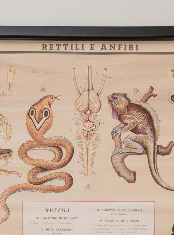 Image 1 of Reptile and amphibian themed educational print, Paravia, 1968