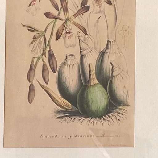 Antieke schildering van een orchidee, lithografie