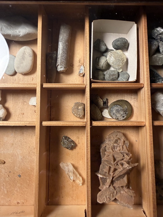 Image 1 of Antike Museumsvitrine mit Fossilien