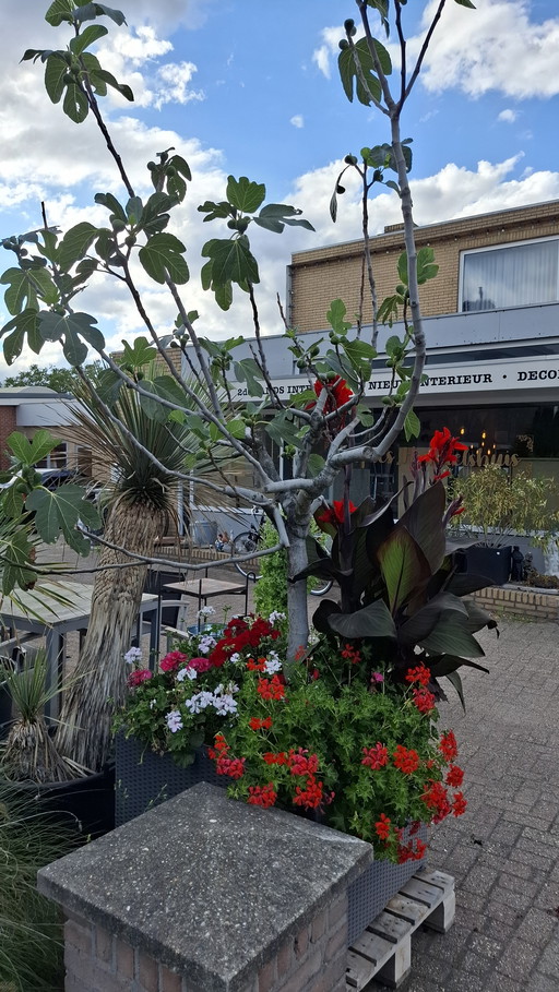 Feigenbaum in großem Pflanzgefäß | Mediterraner Blickfang