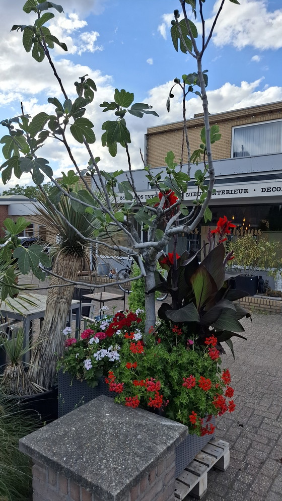 Image 1 of Fig tree in large planter | Mediterranean eye-catcher
