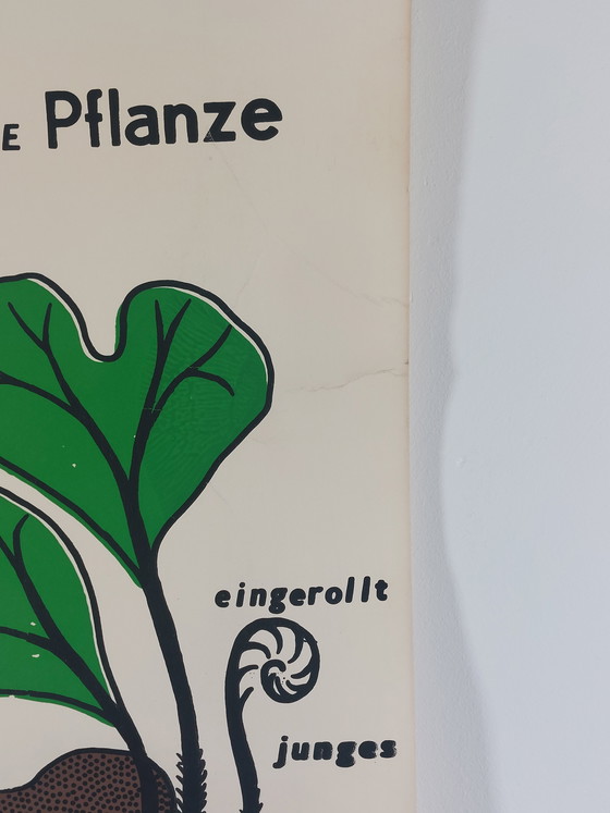 Image 1 of Vintage roll-up map, teaching aid, biology, plants, wall map