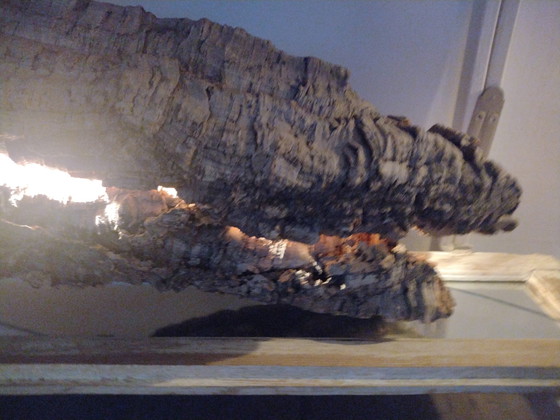 Image 1 of Dies ist ein echter Korkeichenbaum mit Beleuchtung