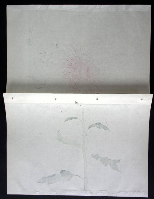 Keika Hasegawa - "One Hundred Chrysanthemums" – schilderijen tekeningen, Paper (photo 2 of 8)