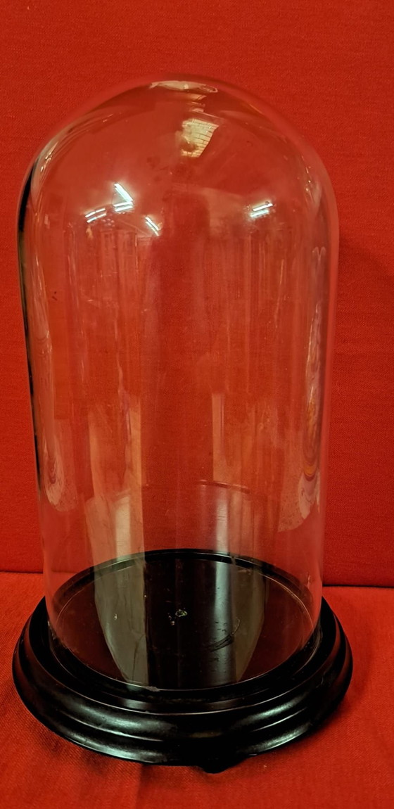 Campana di vetro, Oggetti decorativi, Legno, Nero (foto 2 di 5)