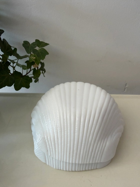 Zwei Muschelschalen (photo 2 of 5)