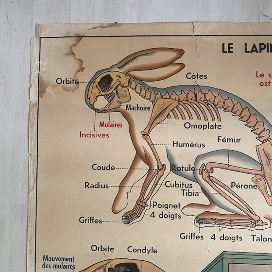 Manifesto scolastico d'epoca: Animali insettivori / Coniglio – Decorazioni murali, Paper (photo 7 of 10)