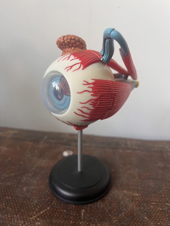 Image 1 of Modello anatomico OCCHIO oggetto vintage